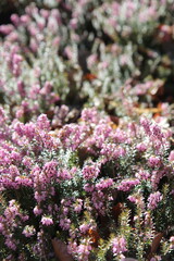 Pink flowering Heather plants