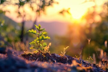 As the sun rises, a small plant reaches towards the sky, basking in the warm sunlight amidst the autumn landscape of trees, grass, and leaves in the peaceful forest