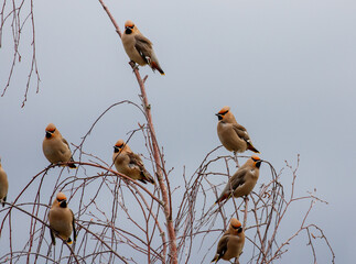Waxwing group