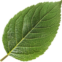 Obraz premium Leaf isolated on transparent background