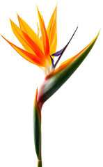 Obraz premium Bird of Paradise flower isolated on transparent background. PNG