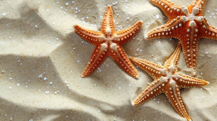 Starfish on Beach Sand. Close up