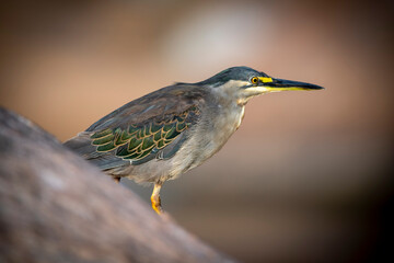 The green-backed heron or striated heron (Butorides striata) also known as mangrove heron, little green heron, is a small heron of Africa