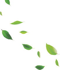 Obraz premium Leaves falling in the air isolated on transparent background. PNG
