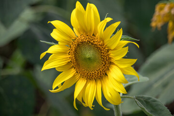 Close-up of a sunflower growing in a field of sunflowers during a nice sunny summer day with some clouds.