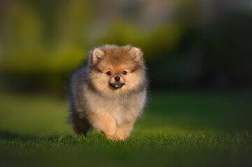 red pomeranian spitz puppy walking on grass in summer