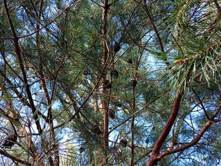 Texture of pine green branches with brown young cones. Beautiful natural forest backgrounds while...