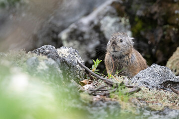 岩から登場のナキウサギ