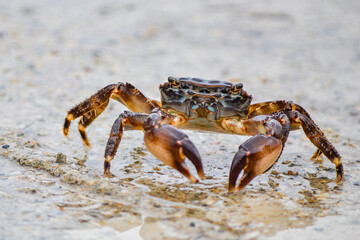 crab on the sand at cesme, izmir