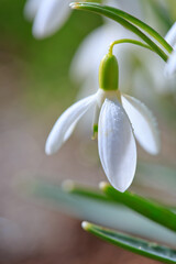 Spring Snowdrop on bokeh background in sunny garden .