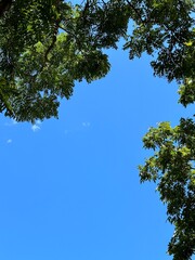 trees and sky