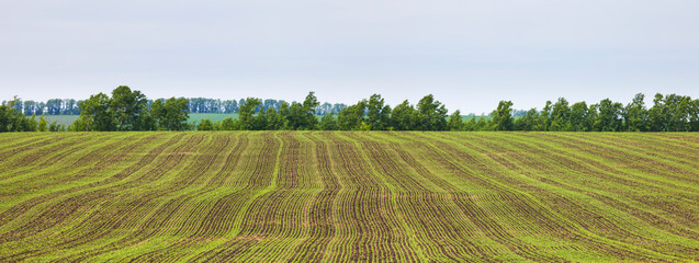 Arable field in spring, farm landscape, panoramic view