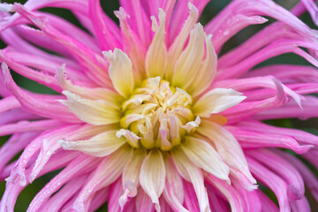 Pink dahlia with drops of water close up