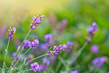 Blooming purple lavender in a field isolated on green