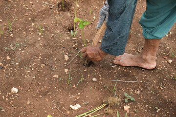 Naklejka premium Senior farmer wear bamboo hat planting chili plants with wood stick on soil