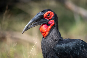 ground hornbills (Bucorvidae) are a family of the order Bucerotiformes, with a single genus Bucorvus and two extant species. The family is endemic to sub-Saharan Africa.