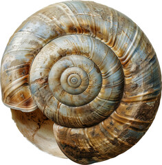 Snail isolated on transparent background. PNG