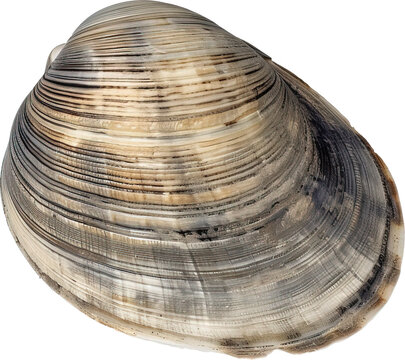 The swan mussel (large species of freshwater mussel) isolated on transparent background