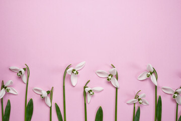 Spring background. Snowdrop flowers on pink background. Romantic gentle nature image. Hello spring season, 8 march, Mother's day concept. Minimal style. Top view, flat lay, copy space. 