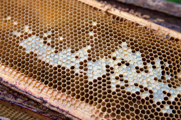 Close-up of a European bee hive honeycomb frame