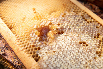 Close up of hive cells with honey from European bees