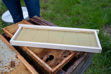 Close-up of a new frame for a European bee hive