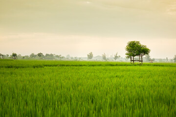 Small hut with grean leaf rooftop in the center of rice field. Beauty scenery in nature indonesia