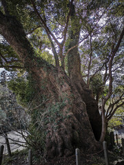 a tree two thousand years old