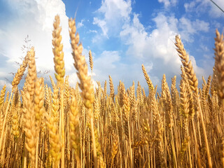 Fototapeta premium Gold wheat field and blue sky.