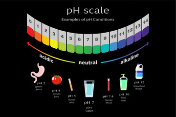 scale of ph value for acid and alkaline solutions, infographic acid-base balance. scale for chemical analysis acid base. Examples of pH conditions, vector illustration isolated or black background - obrazy, fototapety, plakaty