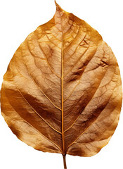 Dried plant leaves isolated on transparent background. PNG