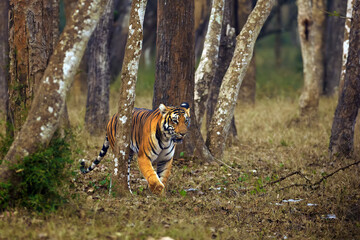 Bengal tiger or Indian tiger (Panthera tigris tigris), the tigress patrols its territory. Typical...