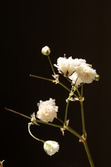 A single stalk of a gypsophila flower on a black background
