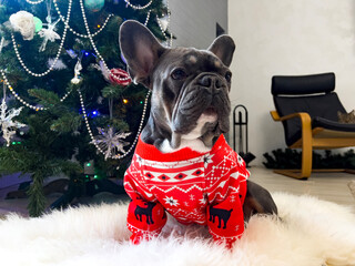 French bulldog on Christmas tree background in Christmas sweater with reindeer. Close-up dog waiting for a gift. A good friend and companion.