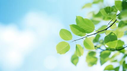 Ambiance printanière, feuilles vertes sur les branches d'un arbre. Arrière-plan de flou et lumière claire, bleu. Printemps, été, nature. Pour conception et création graphique - obrazy, fototapety, plakaty