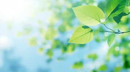 Fototapeta na wymiar Ambiance printanière, feuilles vertes sur les branches d'un arbre. Arrière-plan de flou et lumière claire, bleu. Printemps, été, nature. Pour conception et création graphique