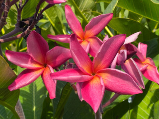 beautiful plumeria flowers in the garden