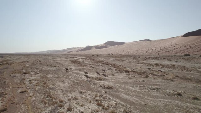 Oryx antelopes running through the Namib desert