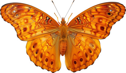 Butterfly isolated on transparent background. PNG
