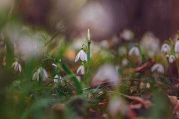 white snowdrop flowers on the forest  - 741521950