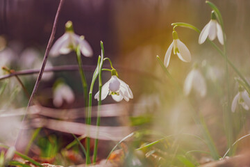 white snowdrop flowers on the forest  - 741522971