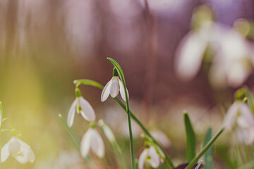 white snowdrop flowers on the forest - 741523310