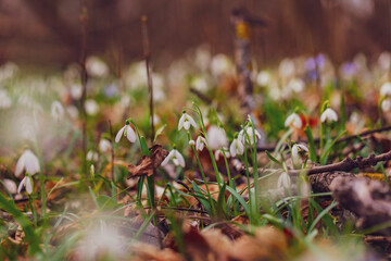 white snowdrop flowers on the forest  - 741523541