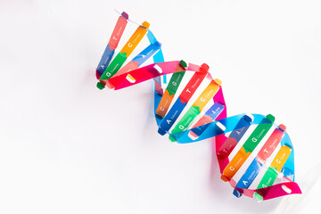 DNA or Deoxyribonucleic acid is a double helix chains structure formed by base pairs attached to a sugar phosphate backbone.