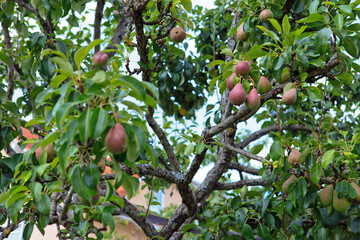 Ripe organic cultivar pears in the summer garden.