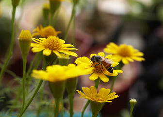 Close-up of a honey bee pollinating at the yellow flower