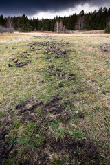 Evening landscape before storm - winter field ground rutted by wild boars