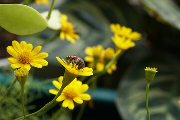 Close-up of a honey bee pollinating at the Dahlberg Daisy flower