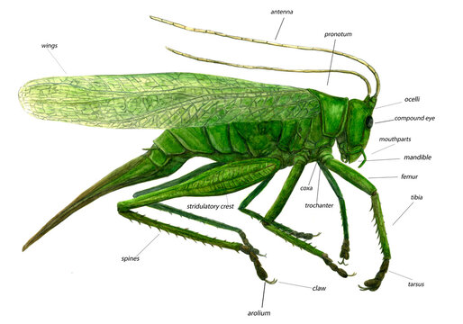 Tettigonia viridissima (great green bush-cricket)