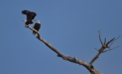 Eagle pair at Bosque del Apache National Wildlife Refuge. Eagle seems to fly in with an affectionate whisper to partner in dead tree near Flight Deck along auto drive  of sanctuary.